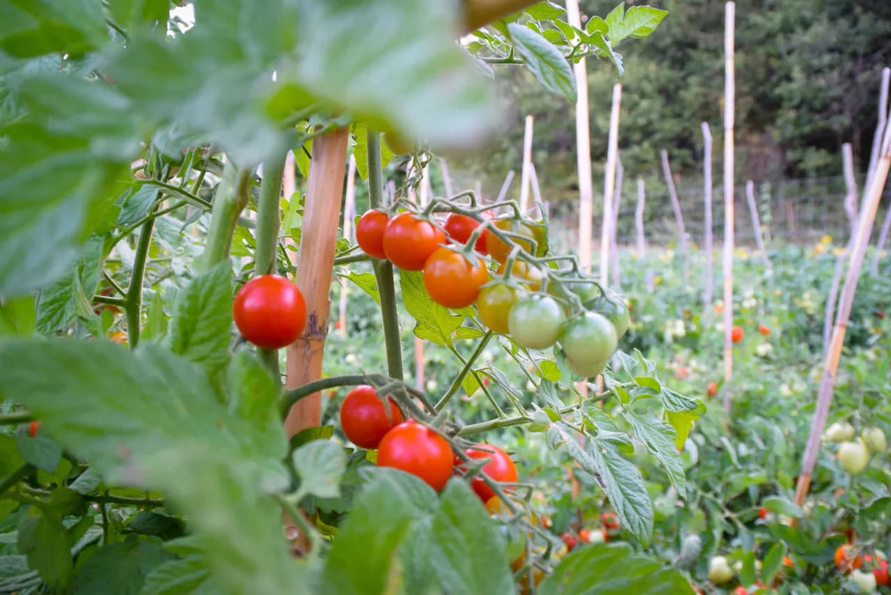 Pomodori dell’orto di Segarelli, pronti per essere conservati.